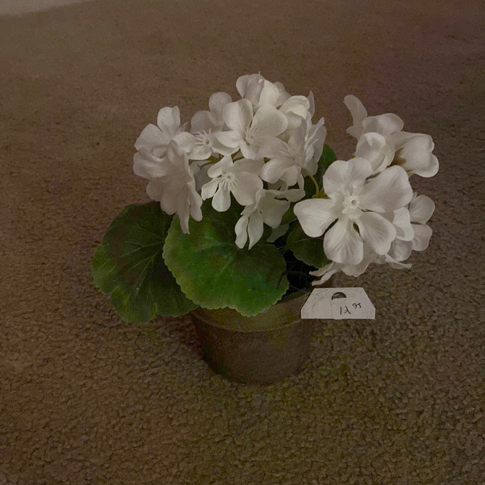 Ragoon House Potted White Geranium